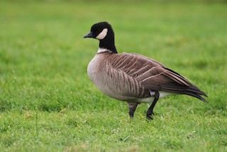 Cackling Goose (Aleutian), ML131064601