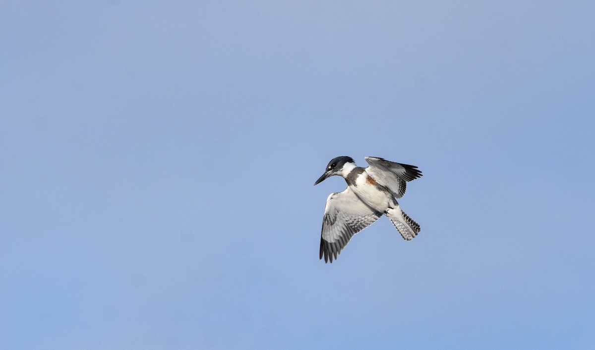 Belted Kingfisher - Paul Clifford