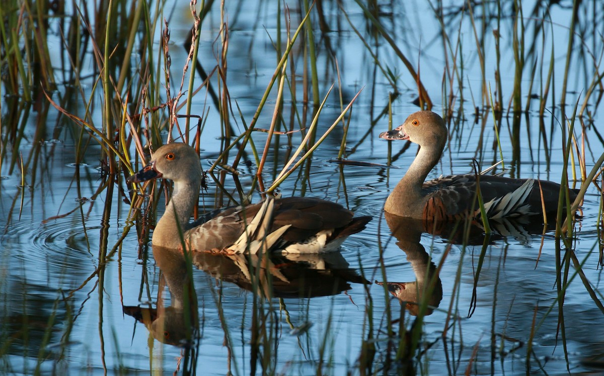 Plumed Whistling-Duck - D England