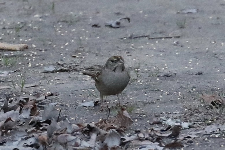 Golden-crowned Sparrow - ML131071051