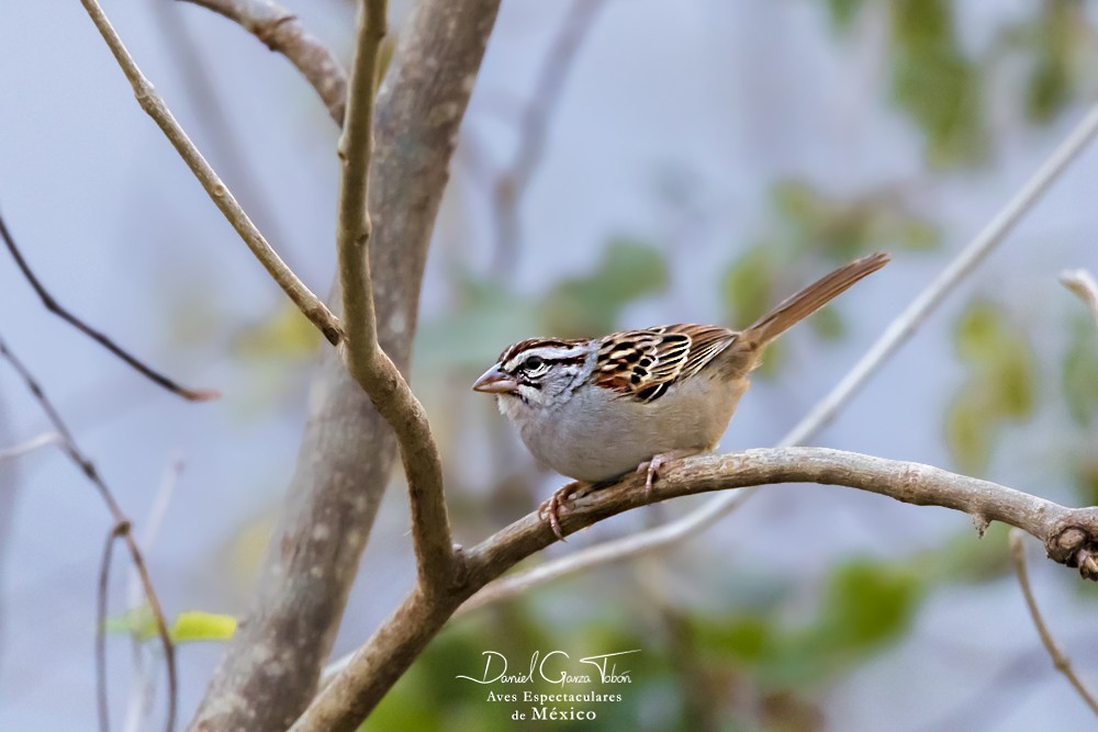 Cinnamon-tailed Sparrow - Daniel  Garza Tobón