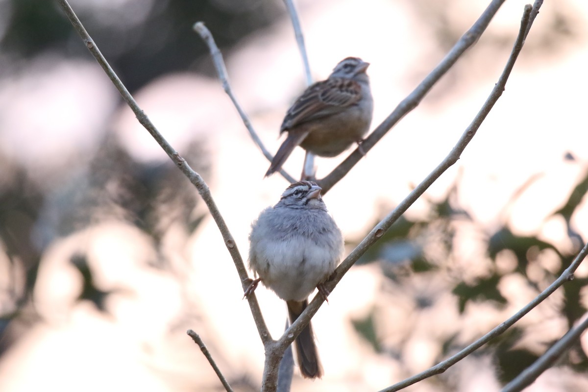 Cinnamon-tailed Sparrow - ML131073561