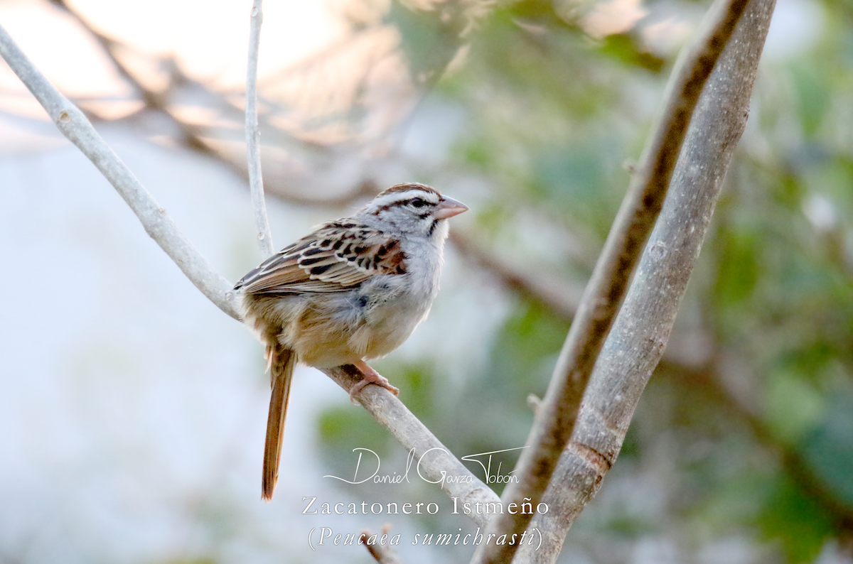 Cinnamon-tailed Sparrow - ML131073571