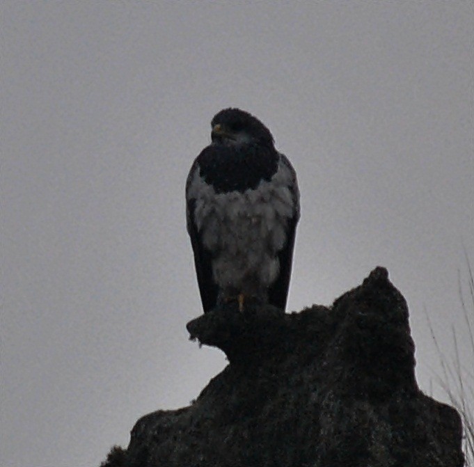 Black-chested Buzzard-Eagle - ML131077731