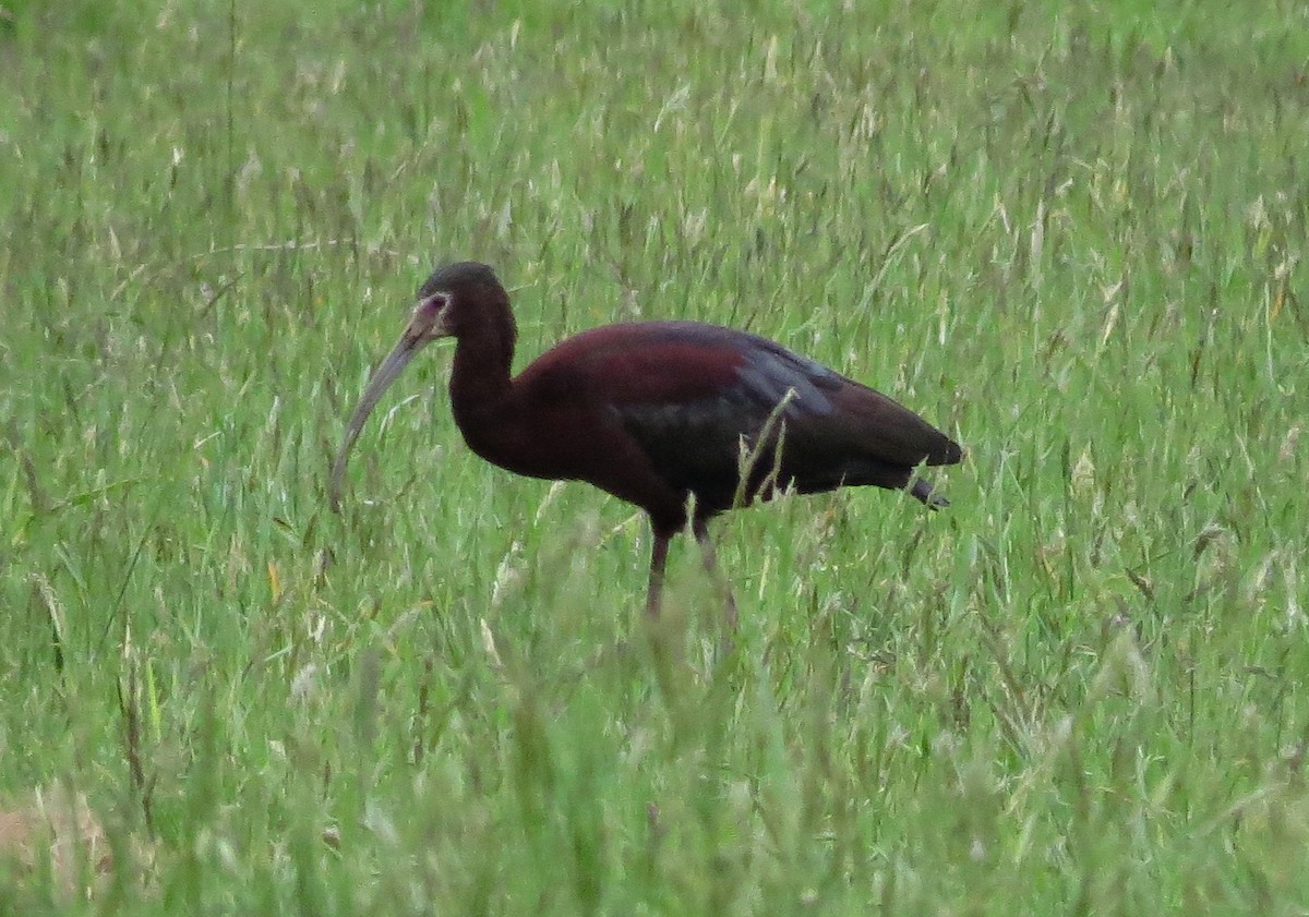 ibis americký - ML131078621