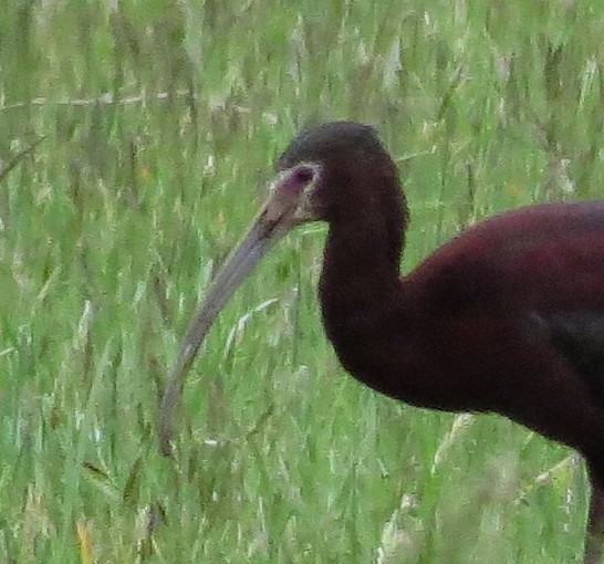ibis americký - ML131078641