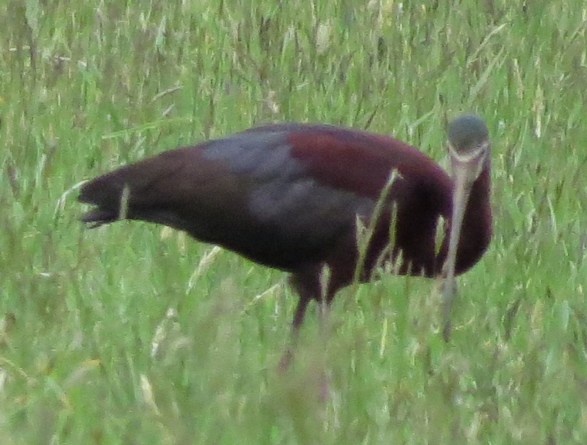 ibis americký - ML131078661
