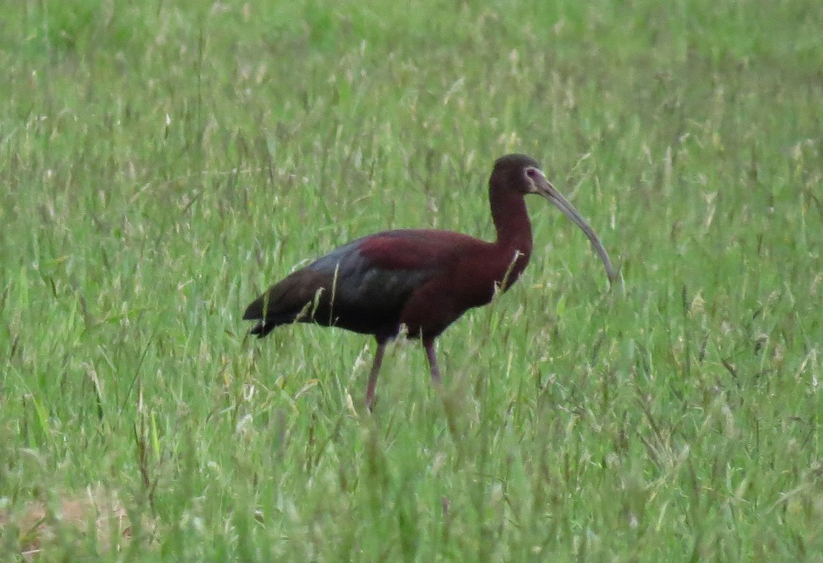 ibis americký - ML131078691