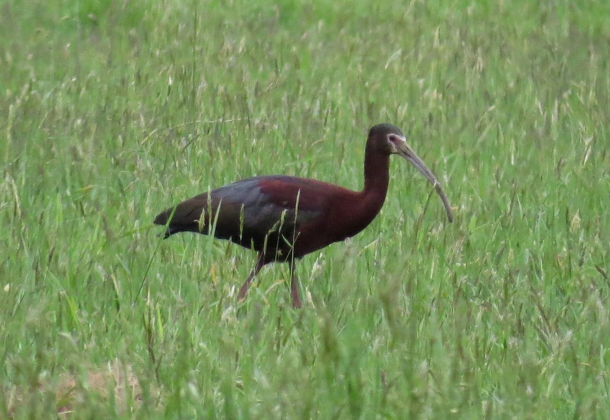 ibis americký - ML131078701