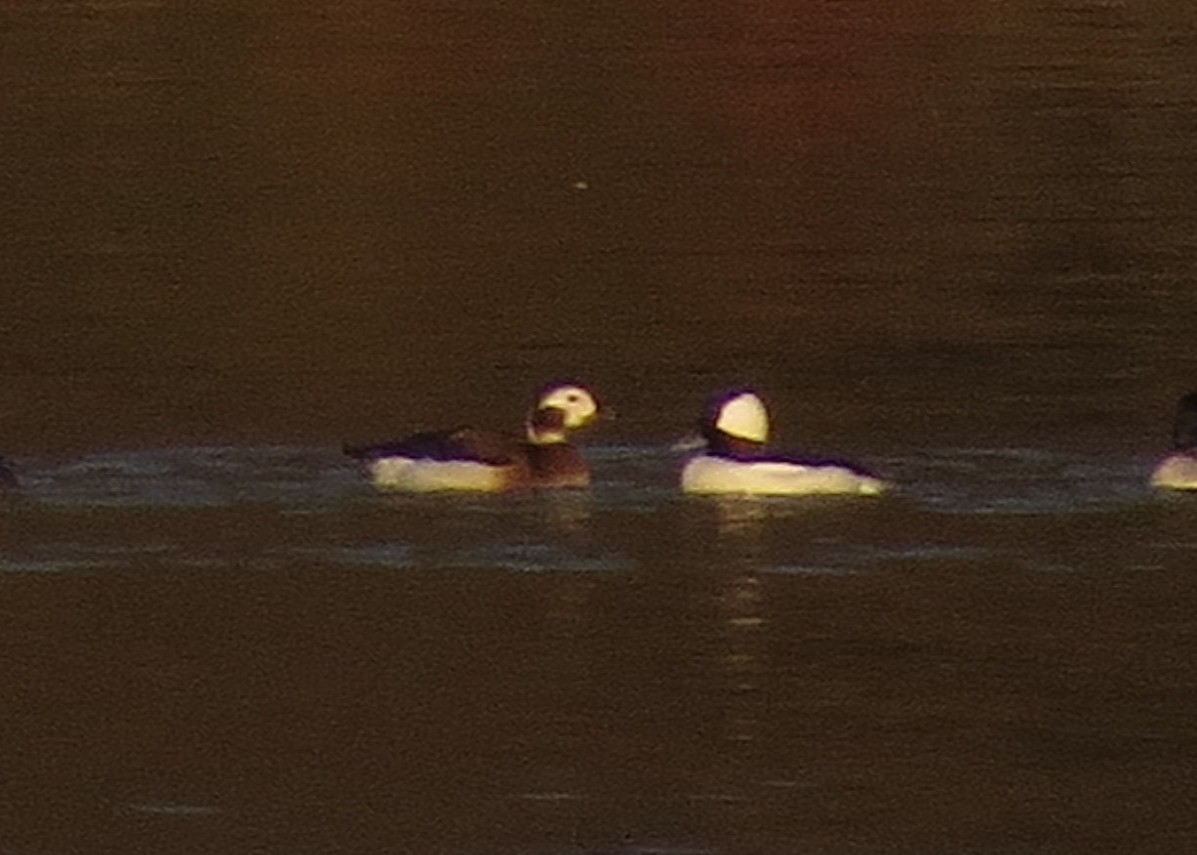 Long-tailed Duck - ML131078831