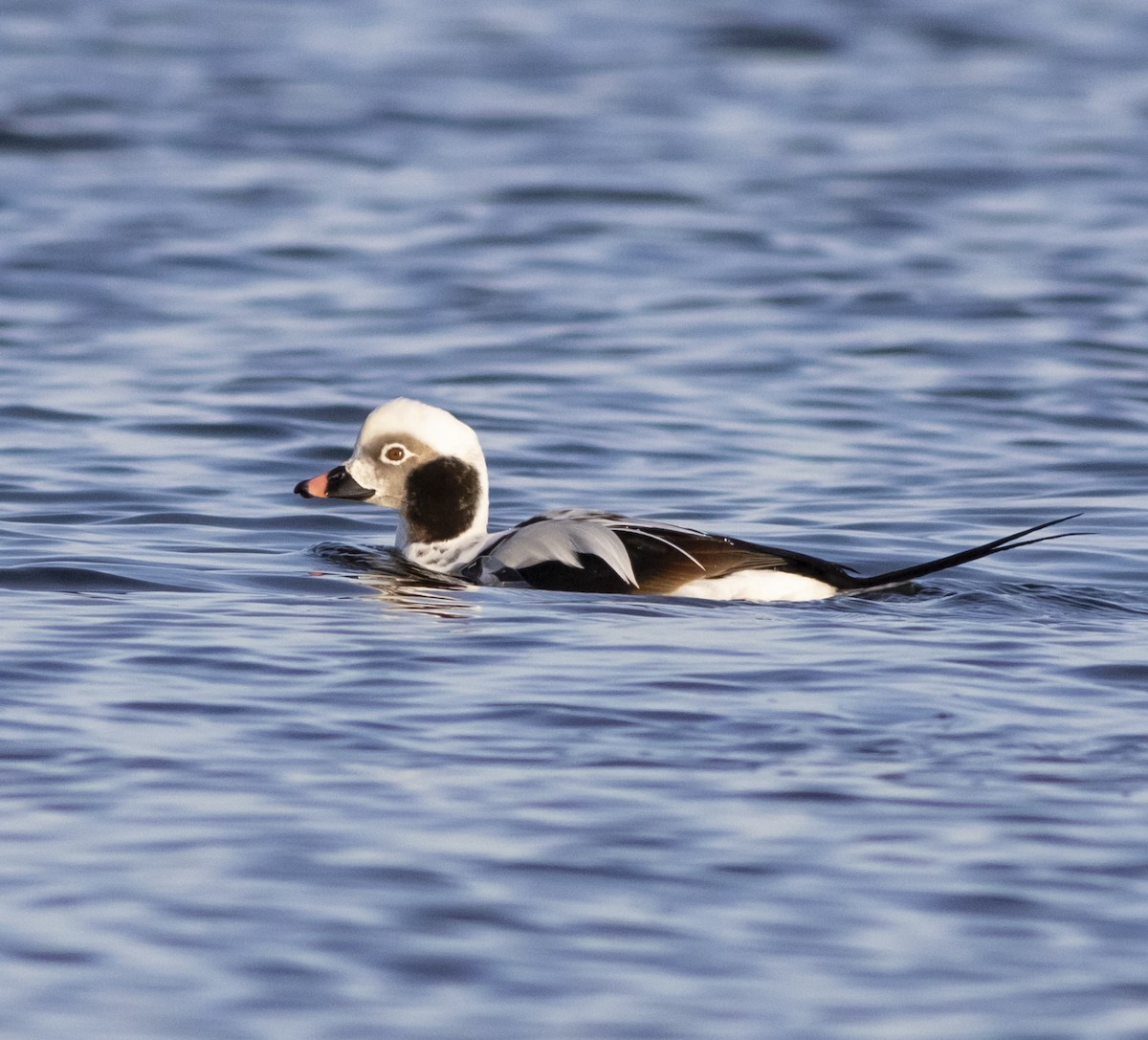 Long-tailed Duck - ML131079341