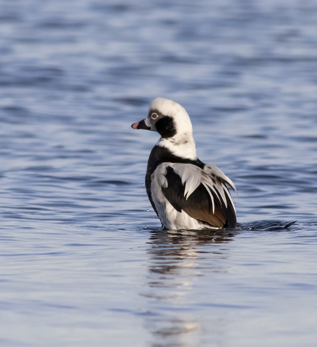 Long-tailed Duck - ML131079351