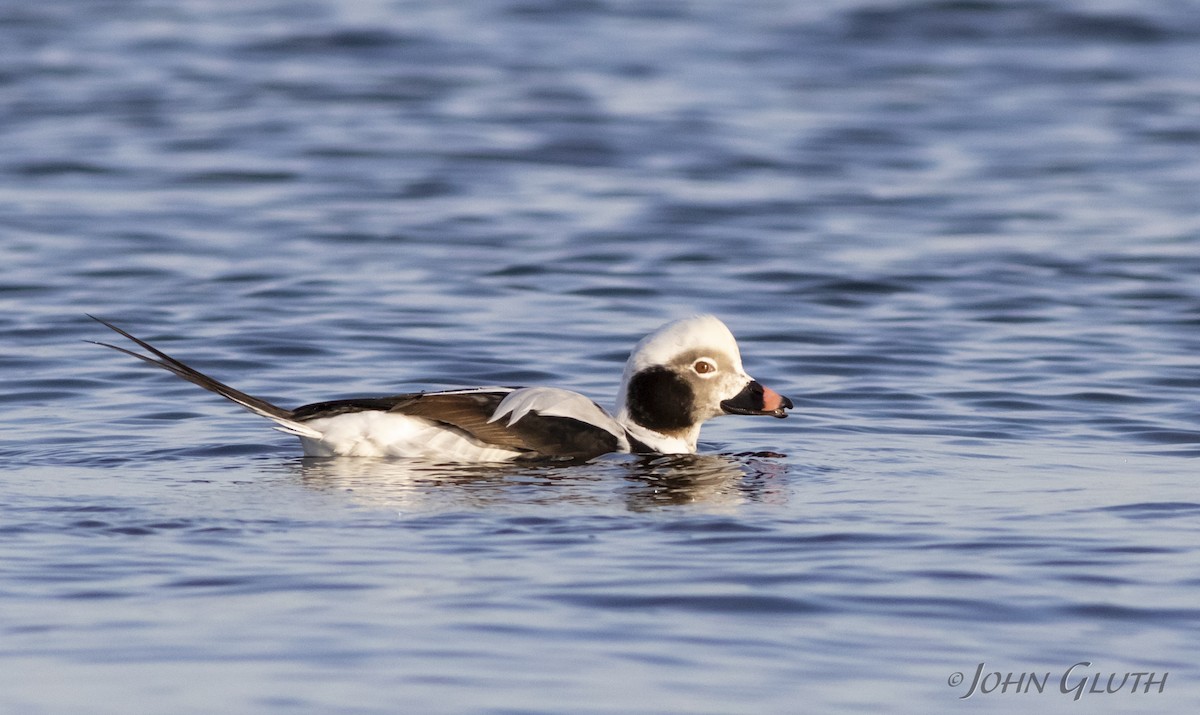Long-tailed Duck - ML131079371