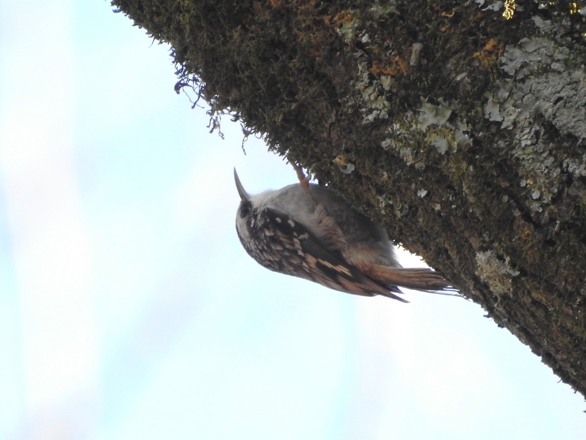 Brown Creeper - P Chappell
