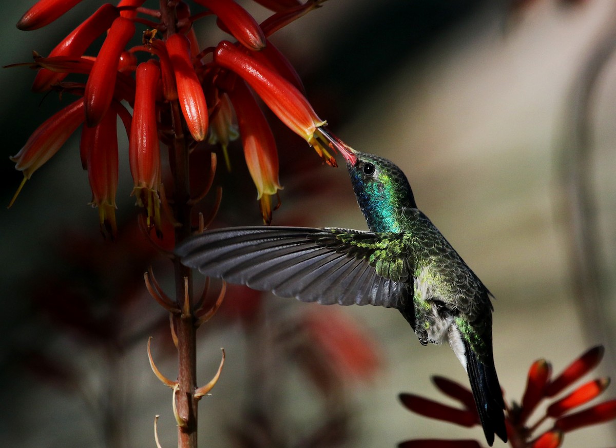 Broad-billed Hummingbird - Diana Herron