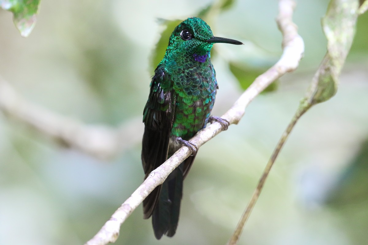 Green-crowned Brilliant - ML131083801
