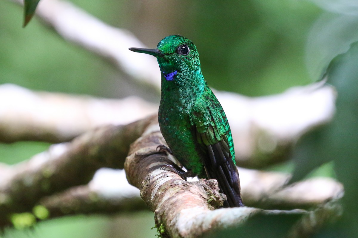 Green-crowned Brilliant - ML131083831