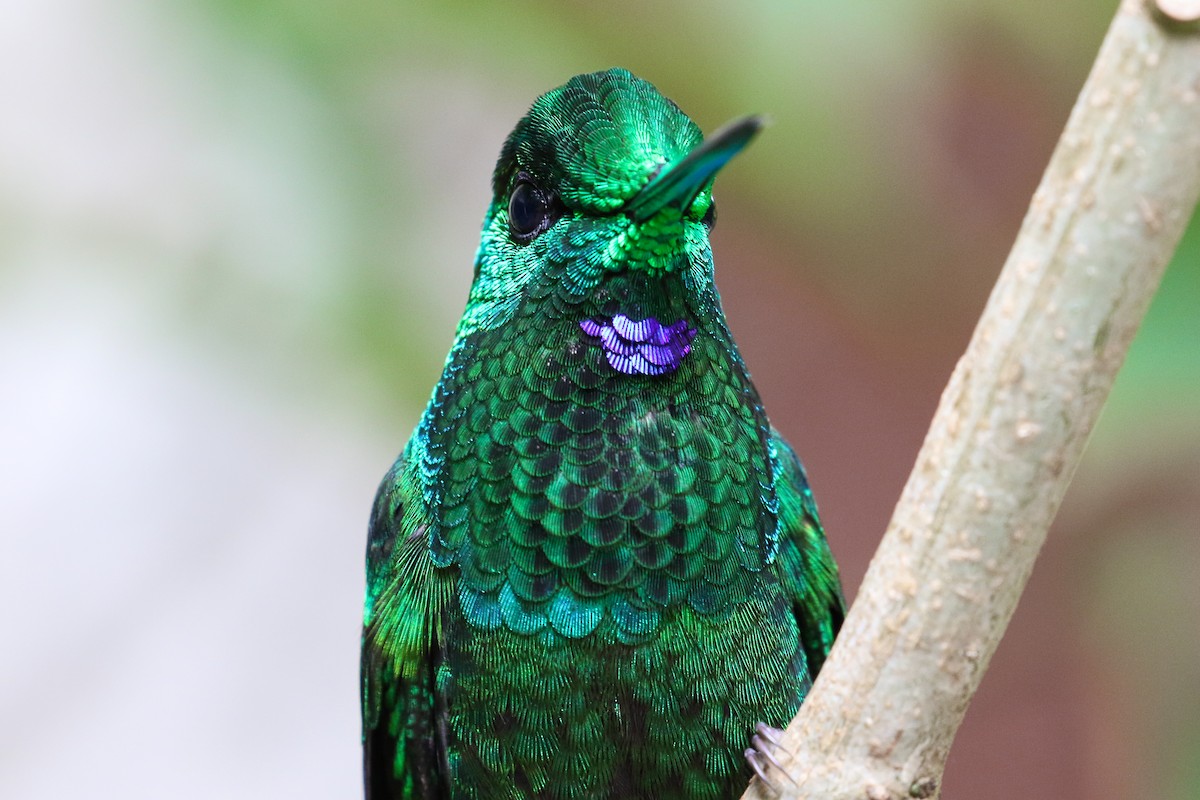 Green-crowned Brilliant - ML131083841