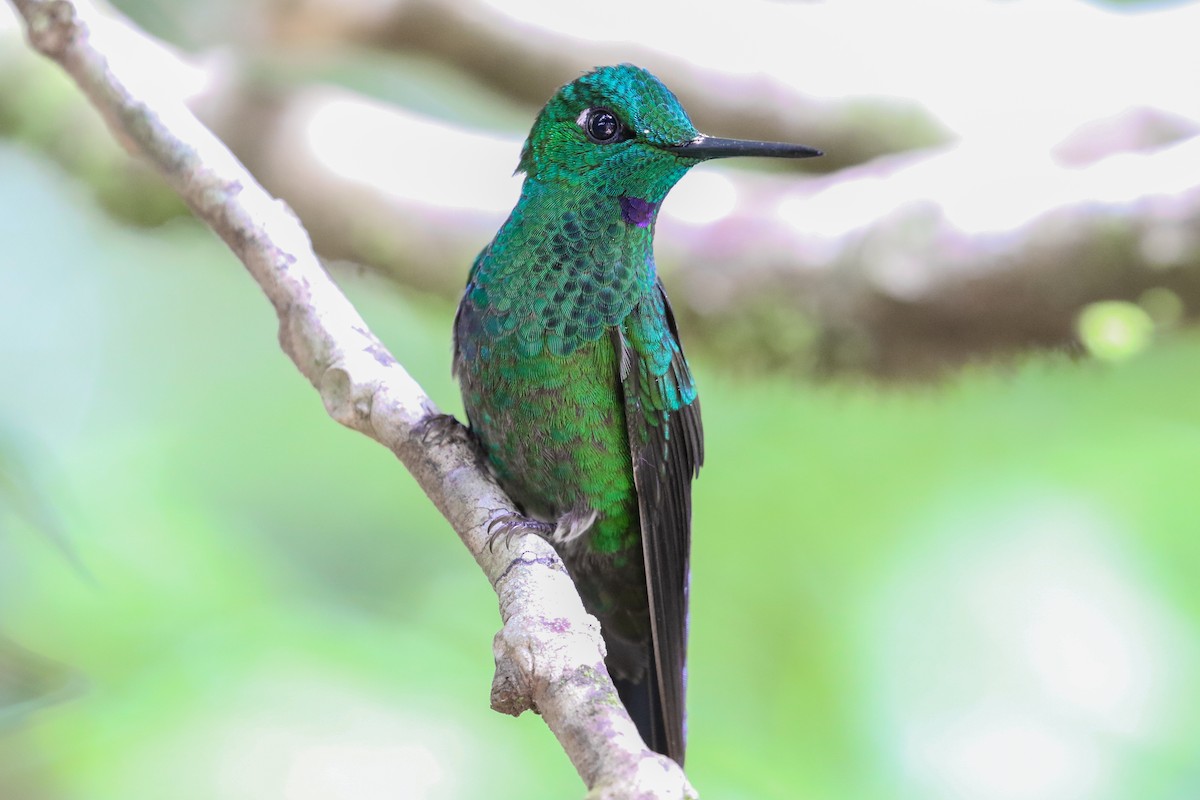 Green-crowned Brilliant - ML131083851
