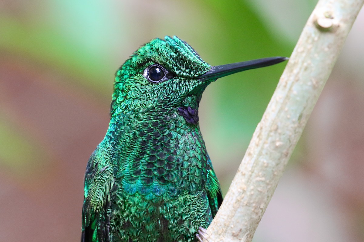 Green-crowned Brilliant - ML131083871