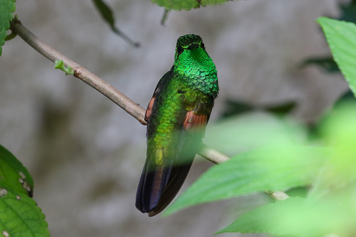Stripe-tailed Hummingbird - ML131084131