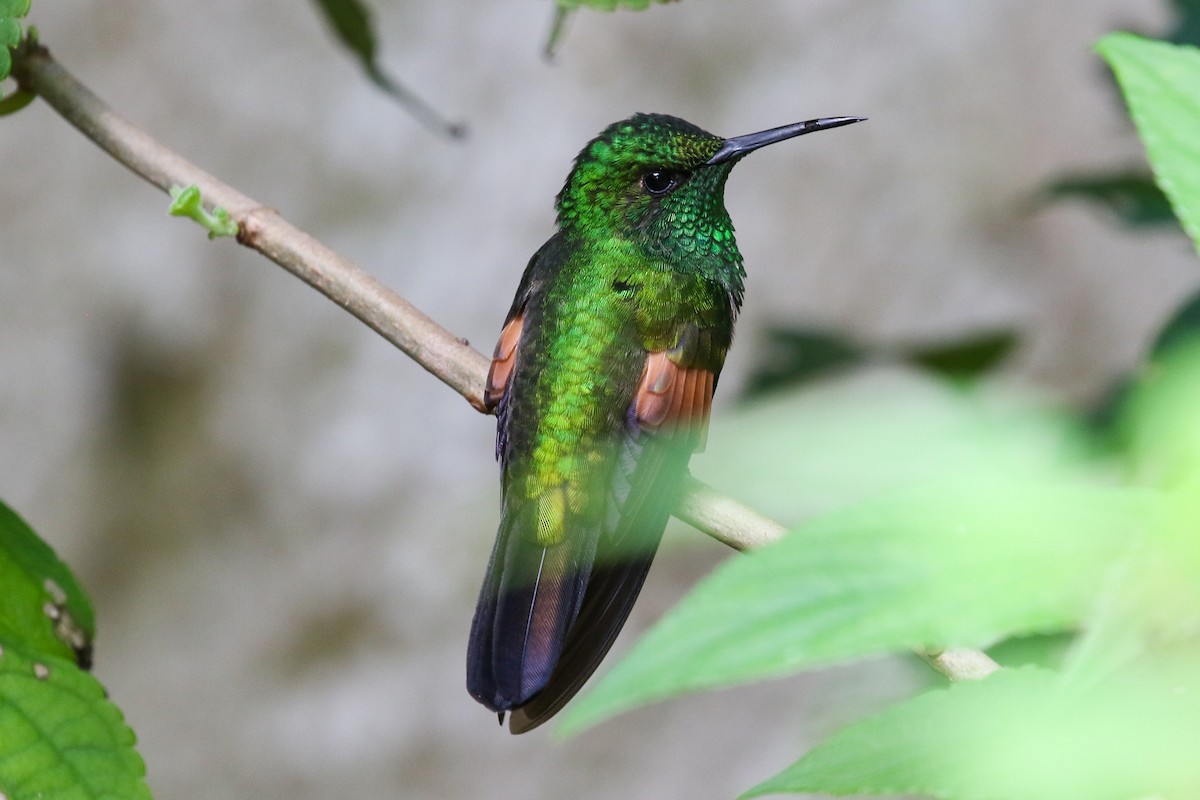 kolibřík páskoocasý - ML131084141