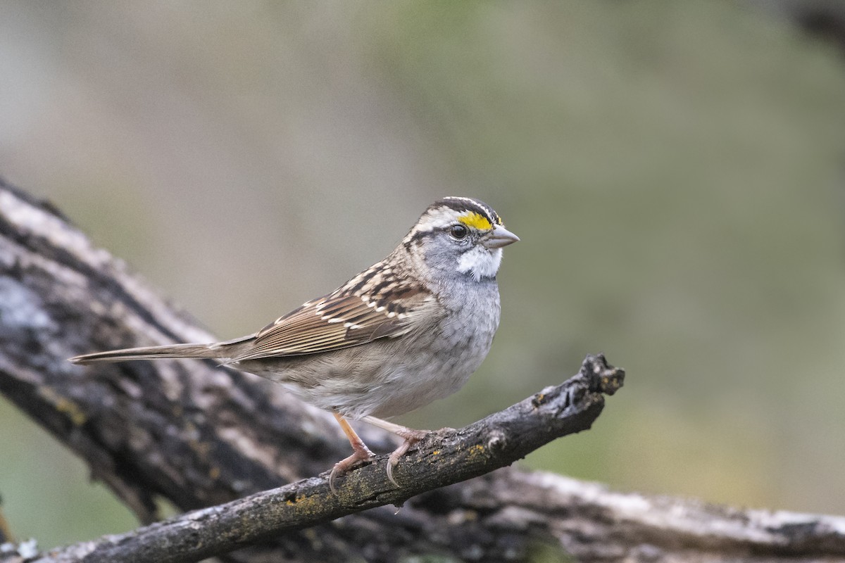 White-throated Sparrow - Bryan Calk
