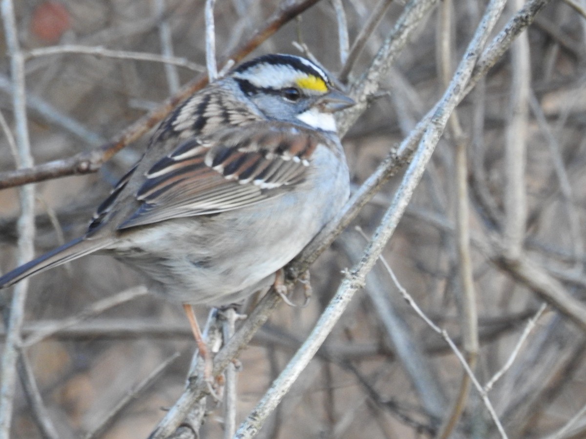 White-throated Sparrow - ML131086551