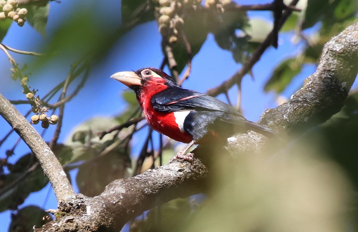 Double-toothed Barbet - ML131087251