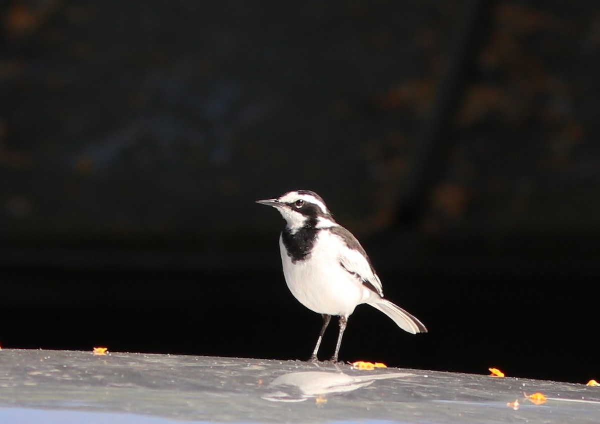 African Pied Wagtail - ML131087421
