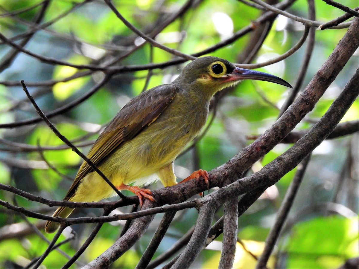 Spectacled Spiderhunter - Tuck Hong Tang