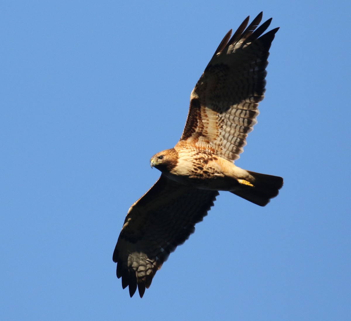 Red-tailed Hawk - ML131093881