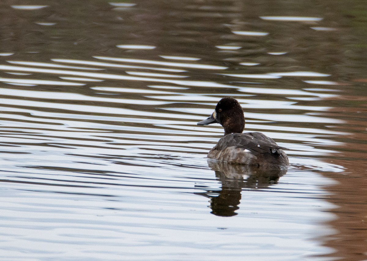 Greater/Lesser Scaup - Louisa Evers