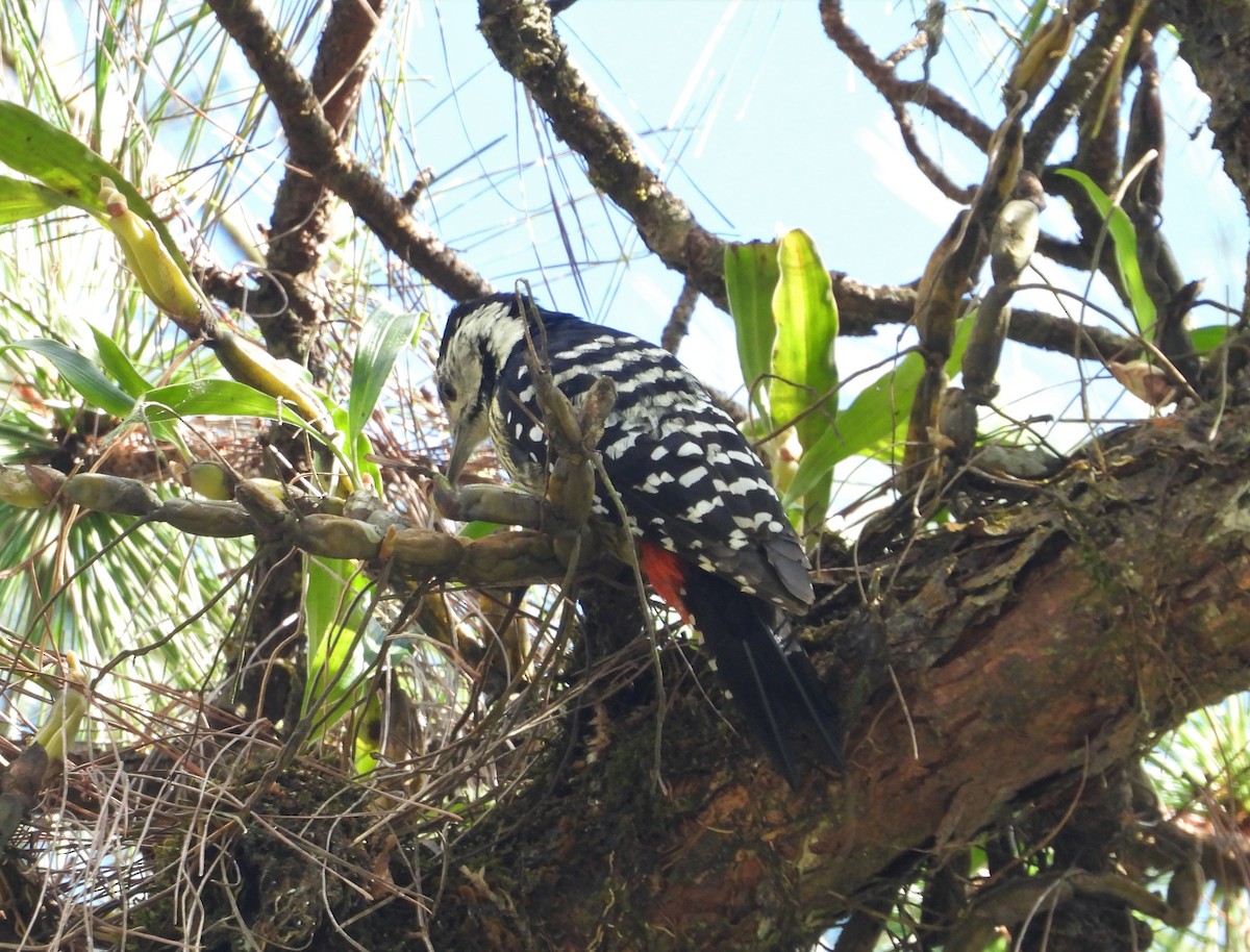 Stripe-breasted Woodpecker - ML131100441