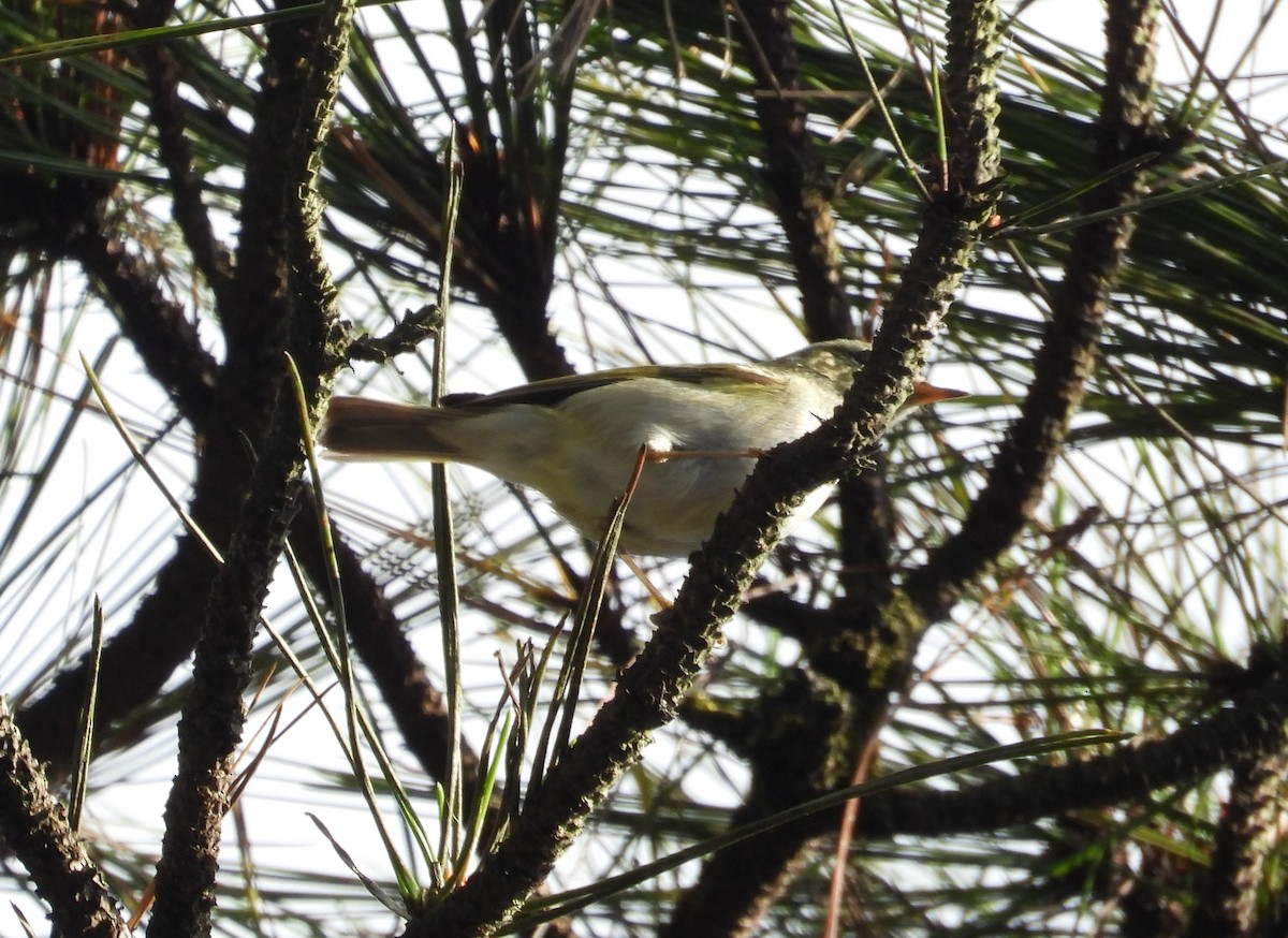 Yellow-browed Warbler - ML131101481