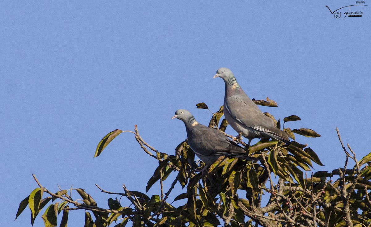 Common Wood-Pigeon - vijay kumar