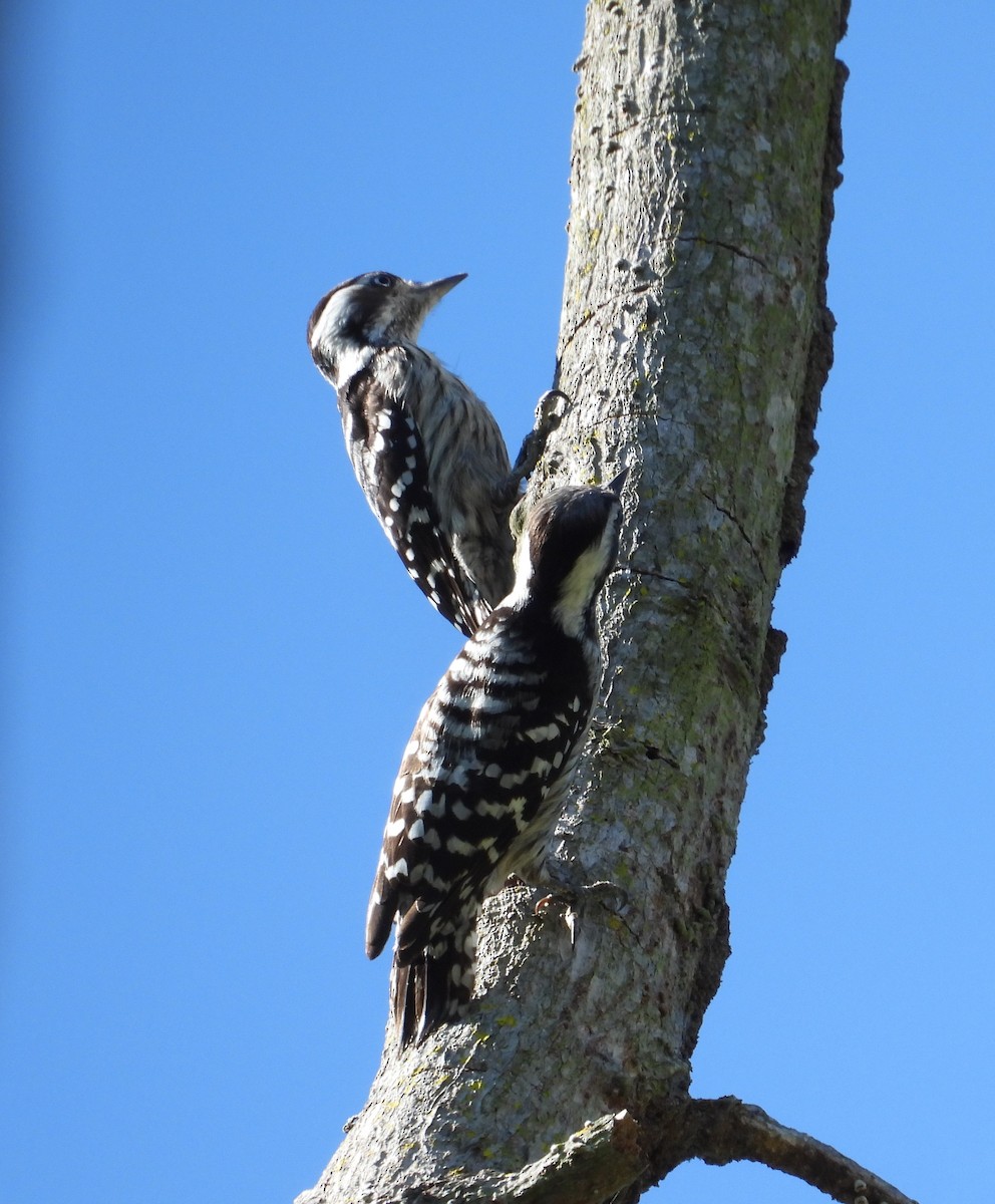 Gray-capped Pygmy Woodpecker - ML131103131