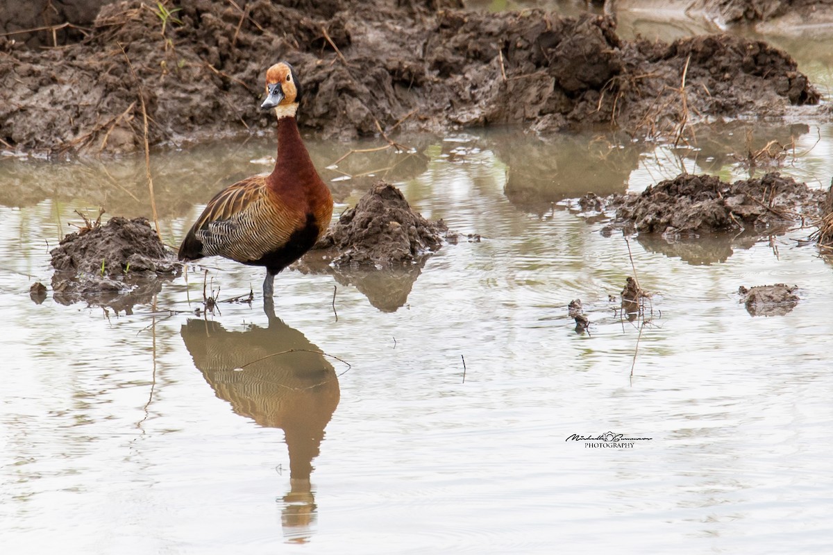 White-faced Whistling-Duck - Michelle Summers