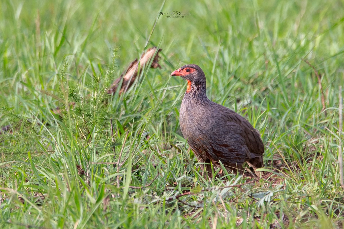 Red-necked Spurfowl - Michelle Summers