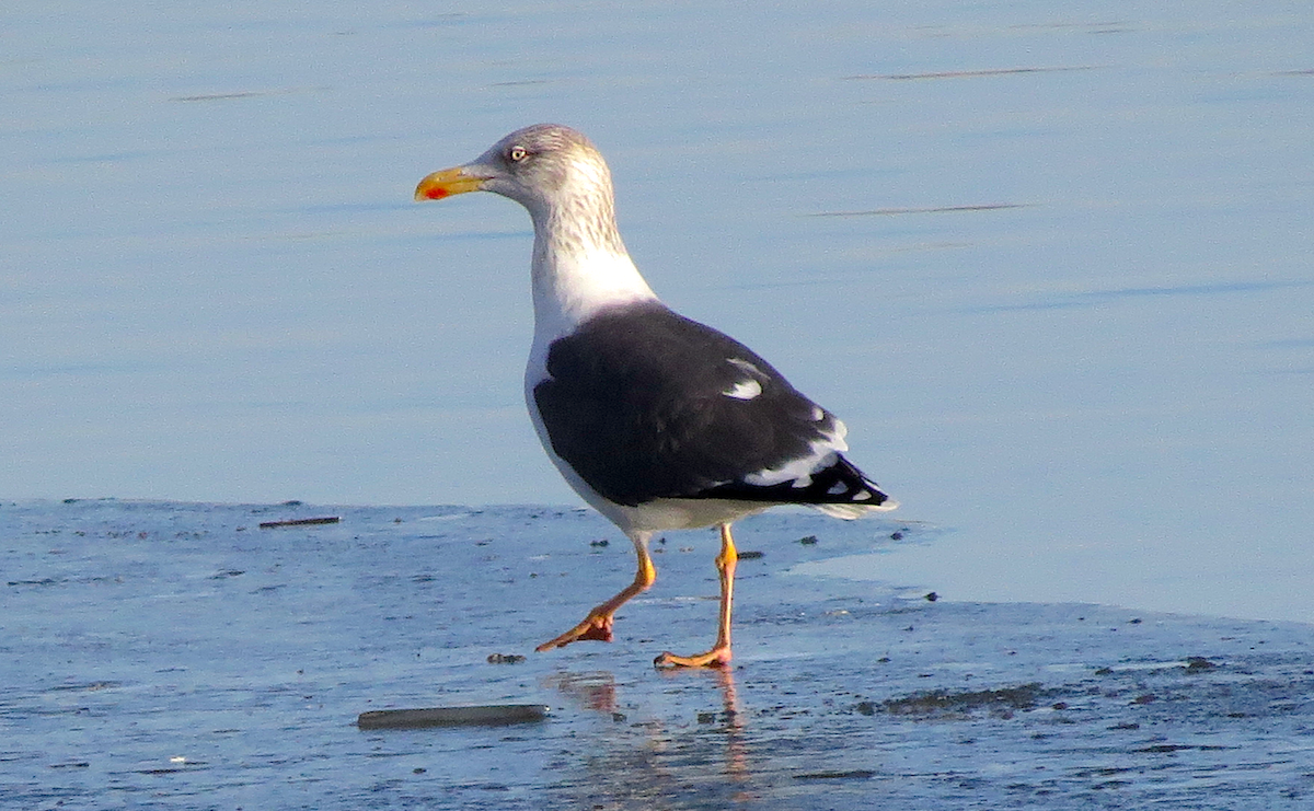 Lesser Black-backed Gull - Ted Floyd