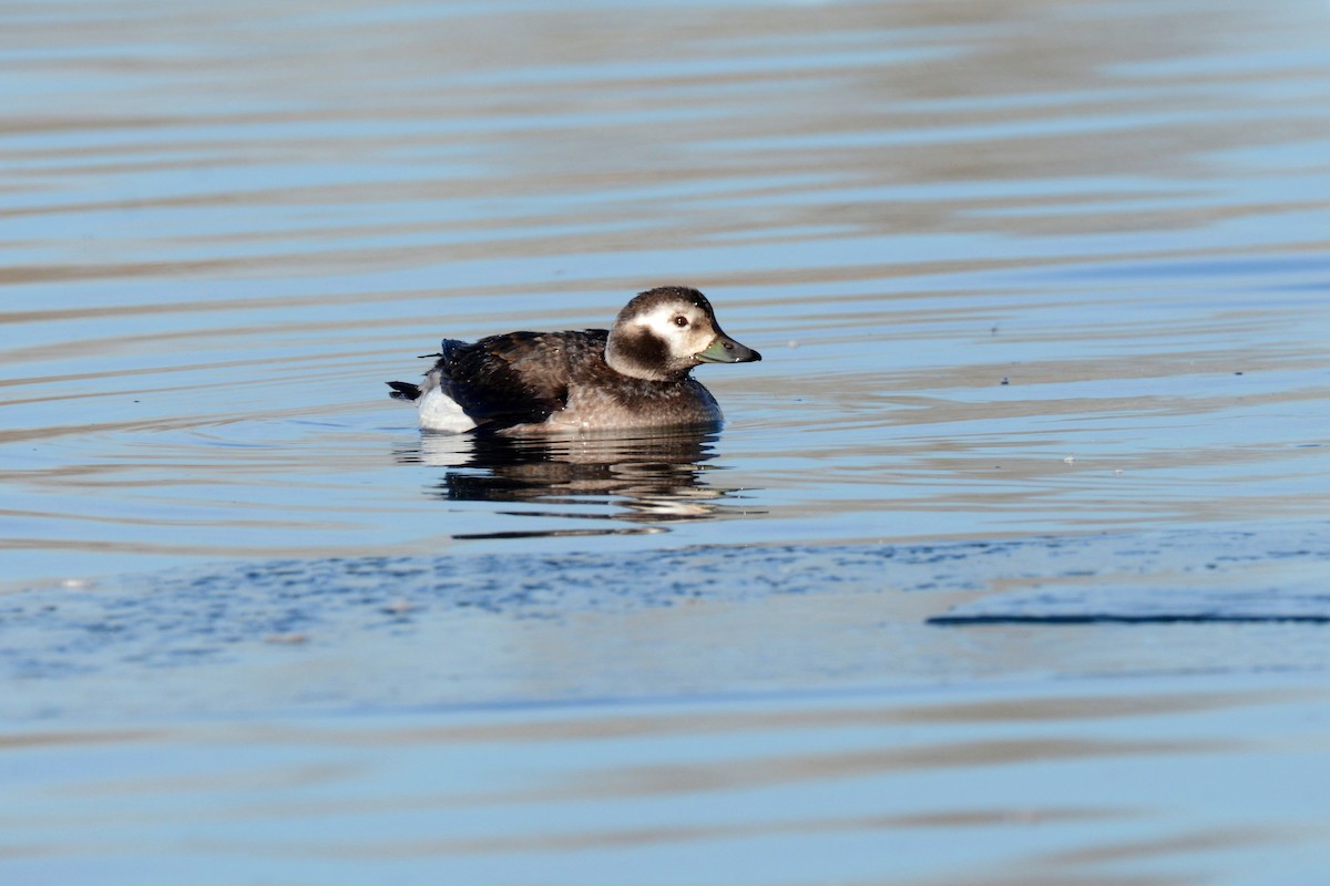Long-tailed Duck - Andy Bankert