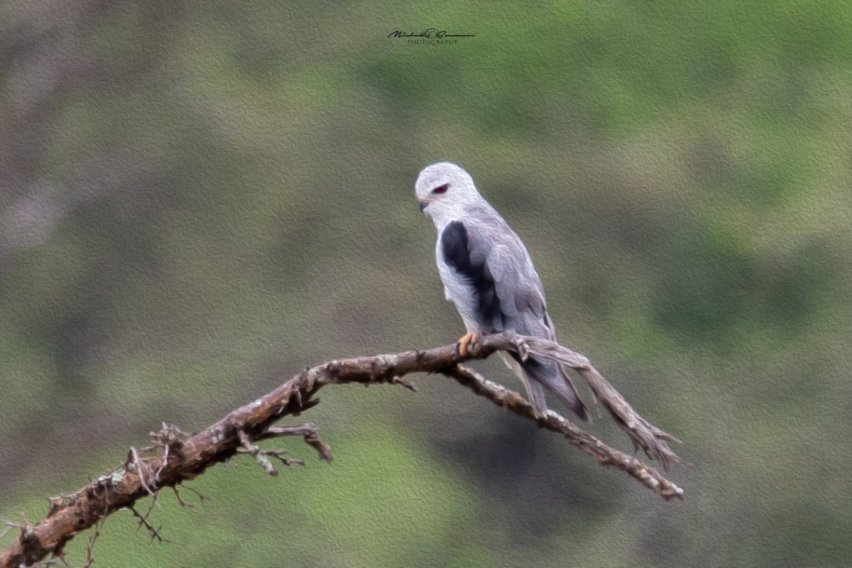 Black-winged Kite - Michelle Summers