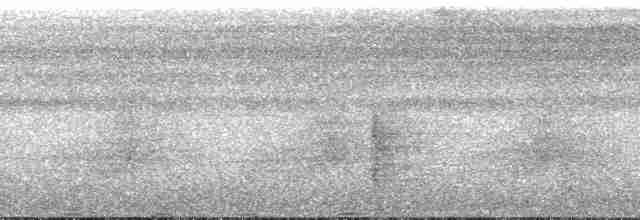 Boz Kanatlı Borazankuşu (crepitans) - ML131107