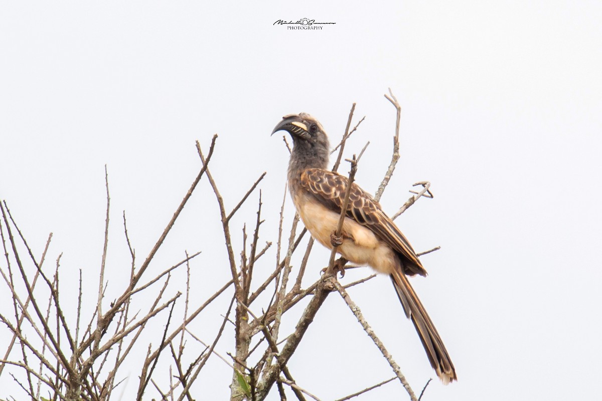 African Gray Hornbill - ML131107081