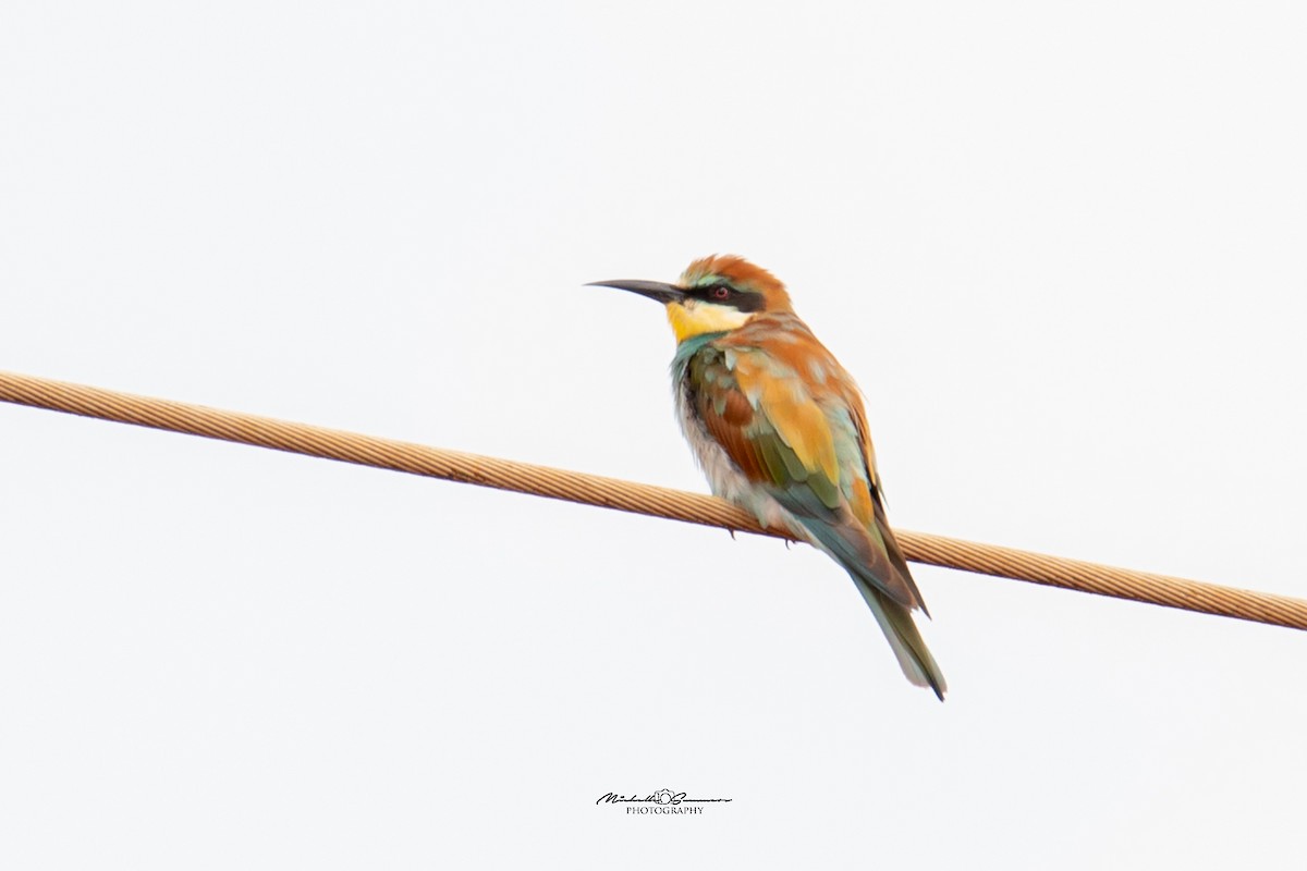 European Bee-eater - Michelle Summers