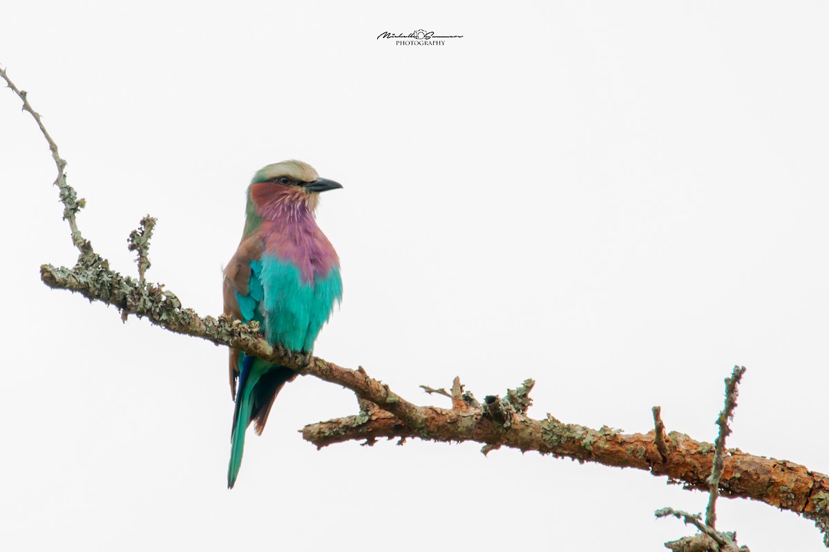 Lilac-breasted Roller - Michelle Summers