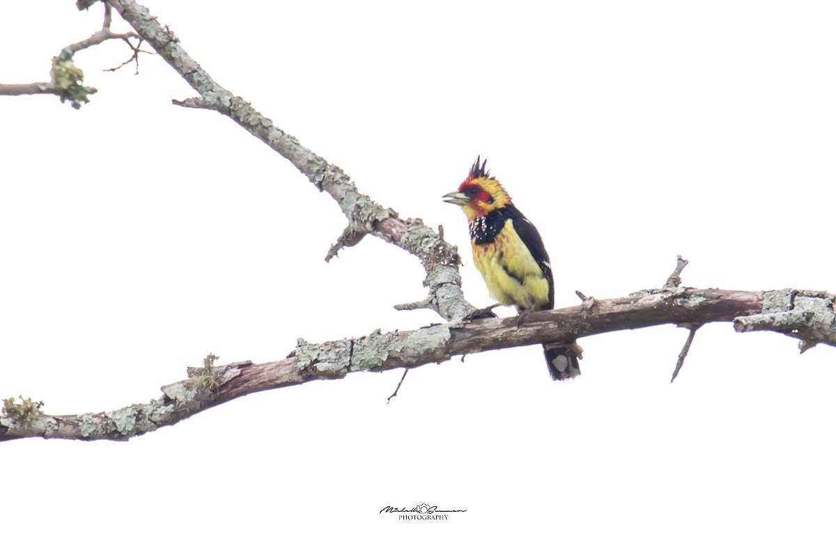 Crested Barbet - Michelle Summers