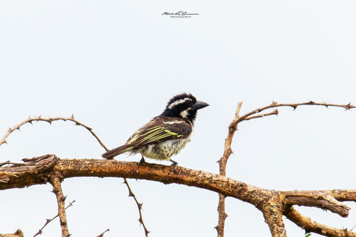 Spot-flanked Barbet - Michelle Summers