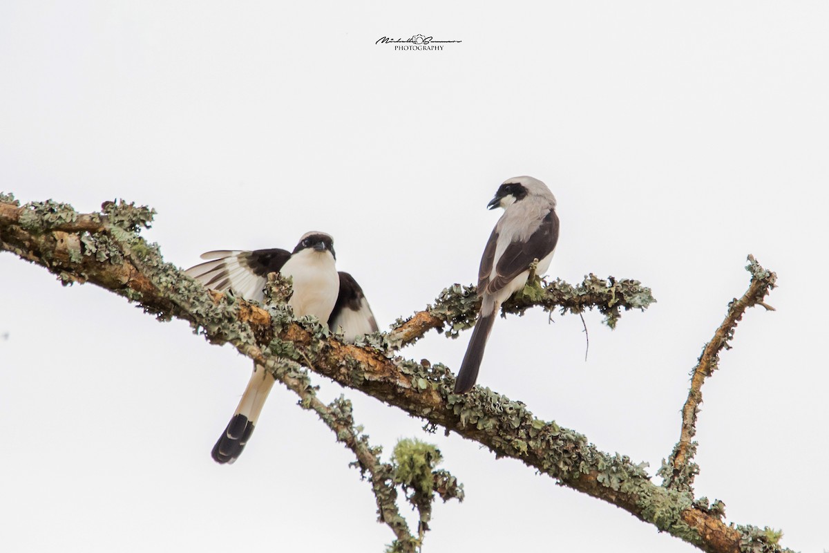 Gray-backed Fiscal - ML131107651