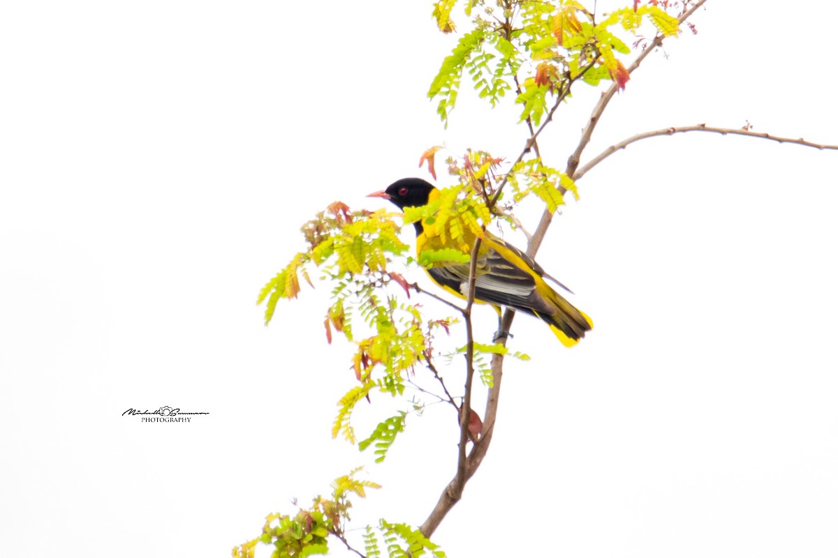 African Black-headed Oriole - Michelle Summers